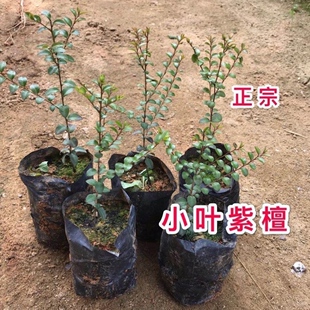 正宗奇楠沉香树苗降香海南黄花梨树苗小叶紫檀金丝楠木树苗香樟树