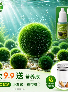 幸福海藻球marimo生态瓶盆栽创意迷你水培植物微景观缸藻球马里莫