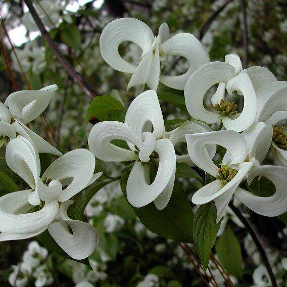 墨西哥四照花树苗珍稀名贵树苗进口树苗耐寒植物庭院别墅种植花苗