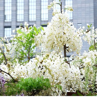 稀有品种别墅树大白藤山紫藤花卉室外庭院四季常绿植物南北方种植