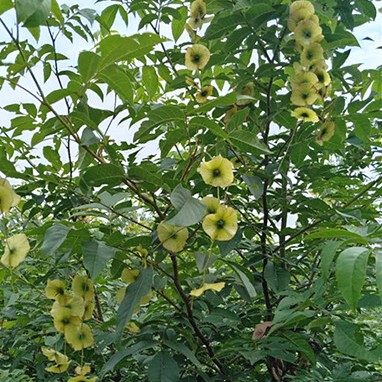 ￼ 青钱柳树苗枫杨树苗金钱柳树苗 摇钱树 麻柳 金钱柳苗耐寒树苗