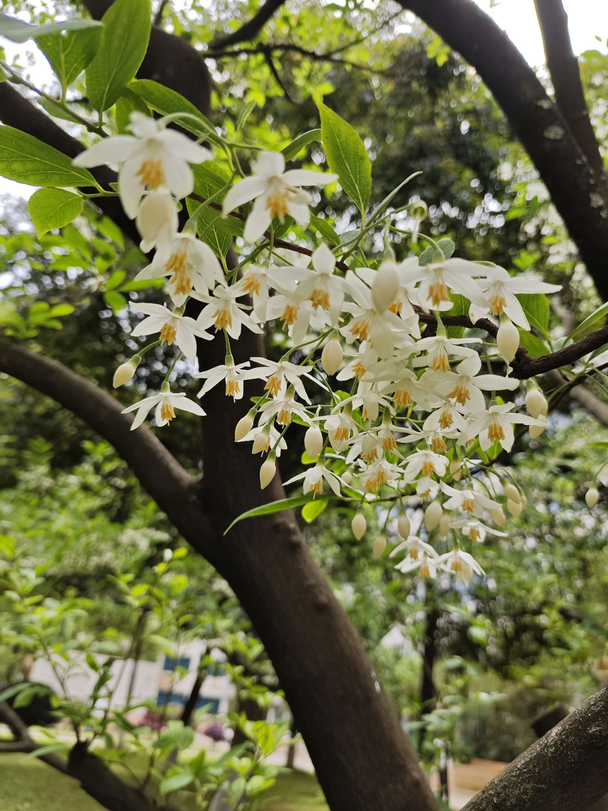 大花野茉莉树苗驱蚊虫净化空气地栽花卉绿植盆景耐寒庭院风景植物