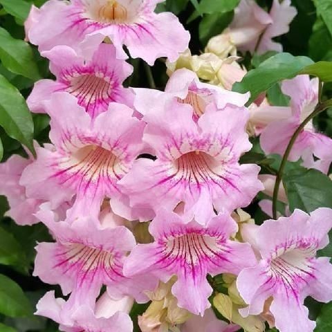 绿植美国爬藤四季凌霄花苗新品