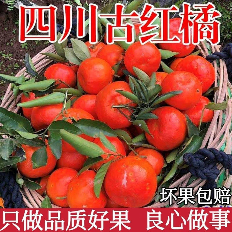 四川红橘万州古红桔新鲜川红柑橘古老树陈皮万县四川大红袍特大果使用感如何?