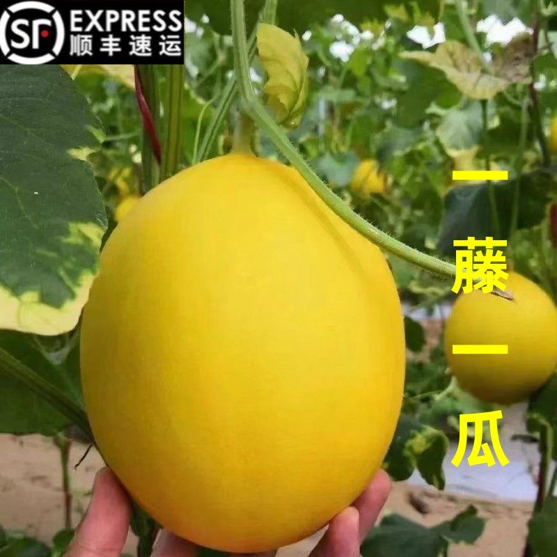 海南金美人冰糖蜜瓜精品黄皮白肉甜瓜哈密瓜新鲜水果金妃瓜