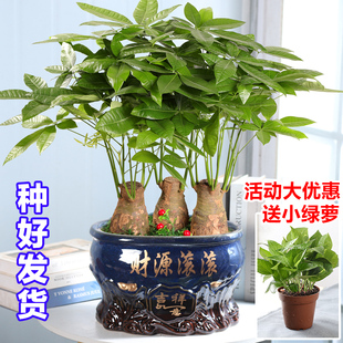 发财树盆栽植物室内招财 大型金钱小盆景 客厅办公室客厅开业 包邮