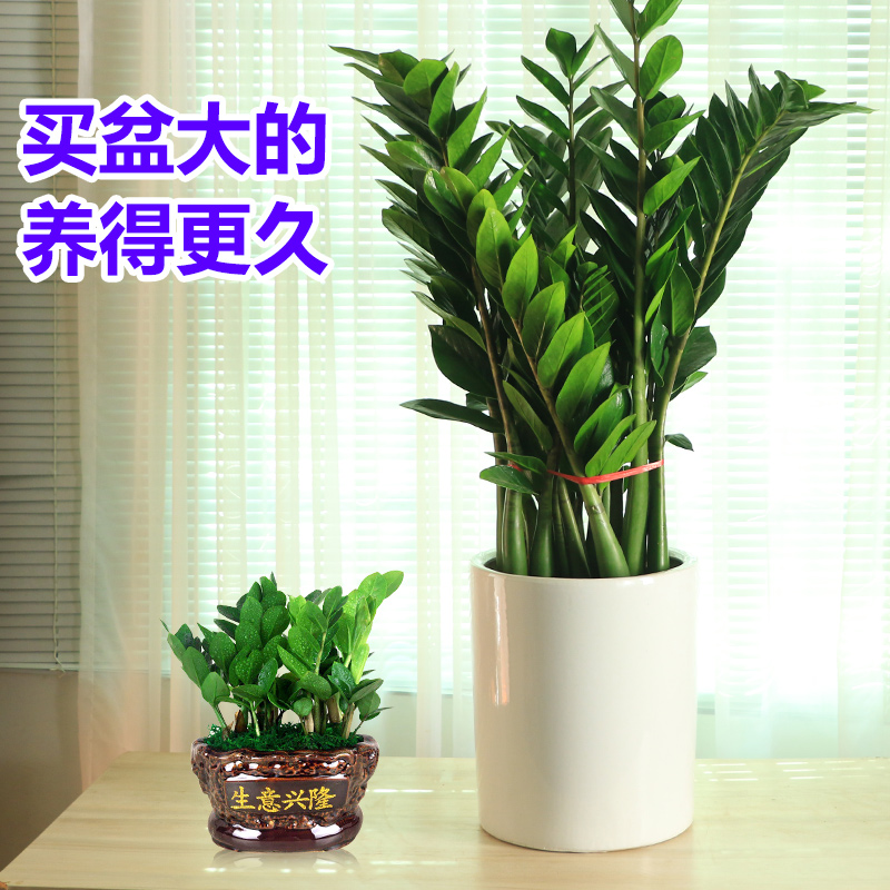 金钱树盆栽绿植物花卉发财树办公室内客厅大型四季长青好养摇钱树