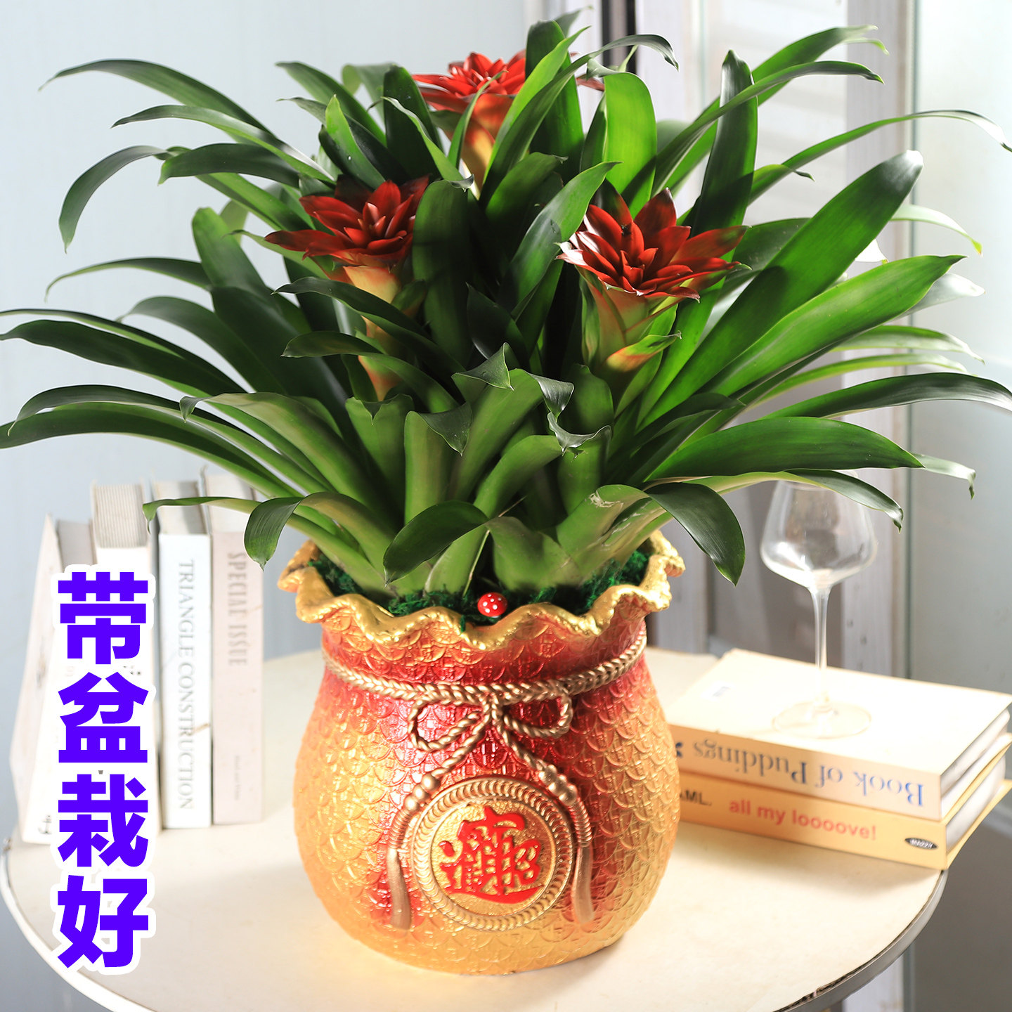 鸿运当头盆栽小红星绿植物花卉带盆栽好