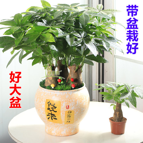 发财树盆栽假山茶桌中国风古典