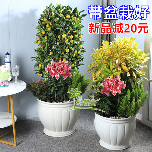 大金桔盆景百合花满天星