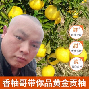 怀化岩龙黄金贡柚新鲜多汁水果当季现发柚子橘子