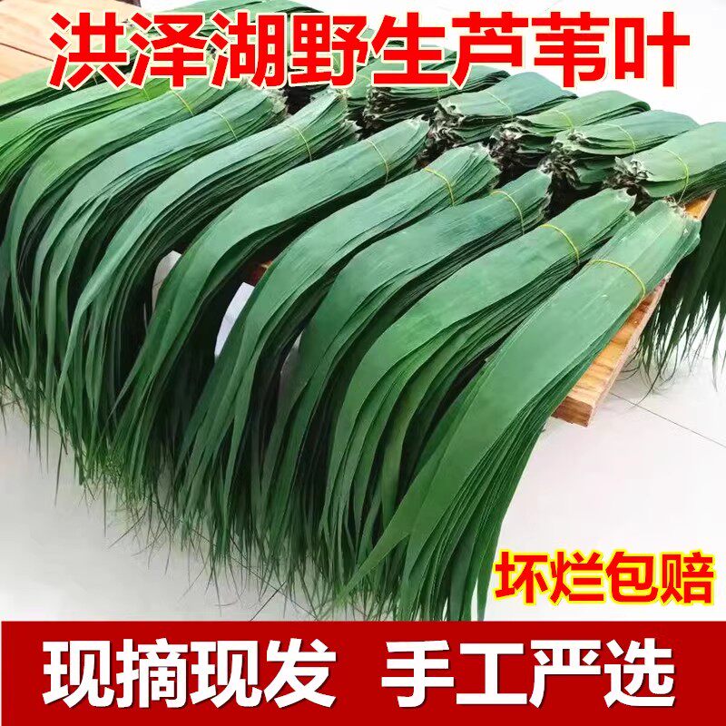 粽子叶新鲜芦苇叶野生包粽子的大洪泽湖现摘叶子免邮粽叶