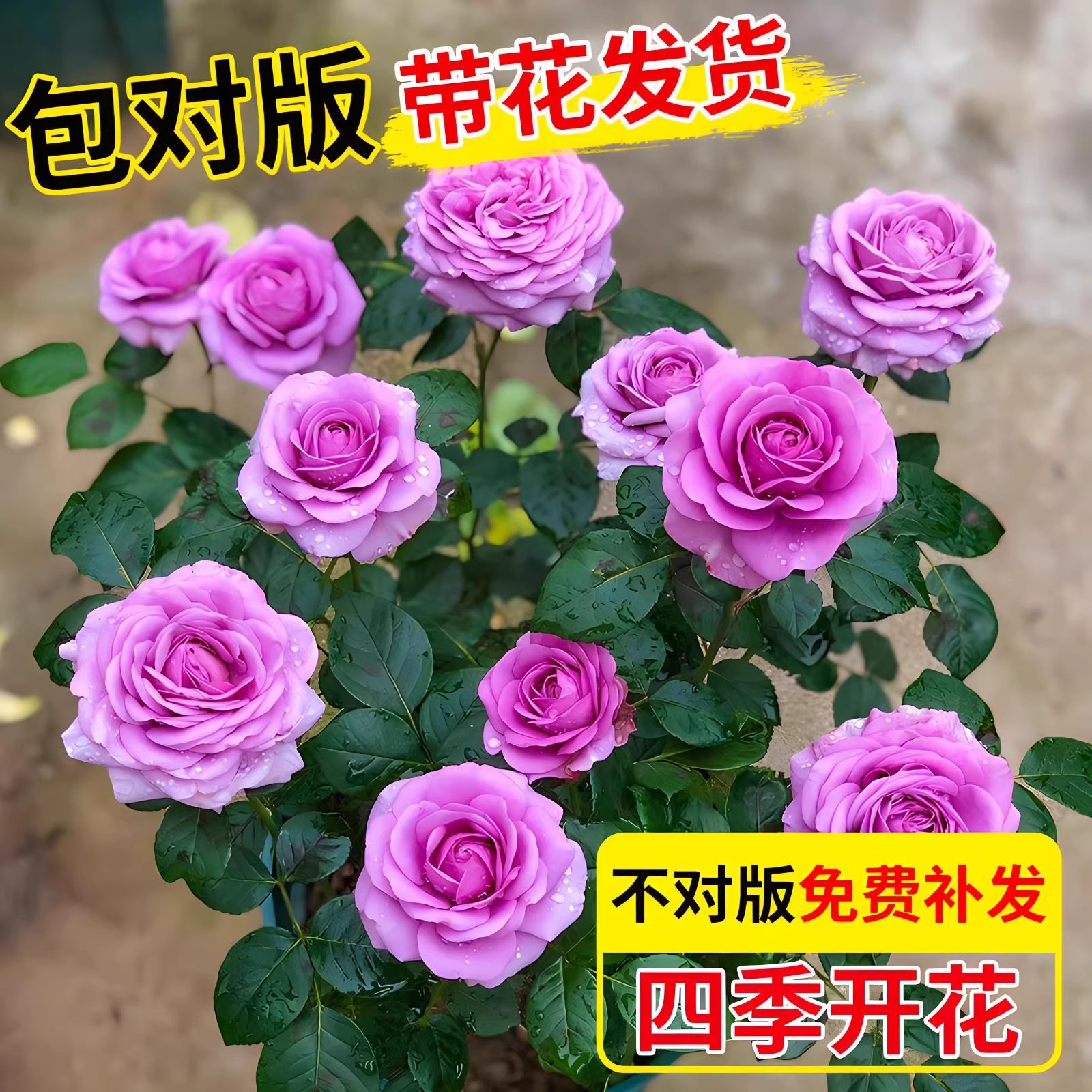 钻石玫瑰花阳台盆栽原盆带土带花苞发货月季花苗四季花开