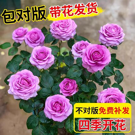 钻石玫瑰花阳台盆栽原盆带土带花苞发货月季花苗四季花开