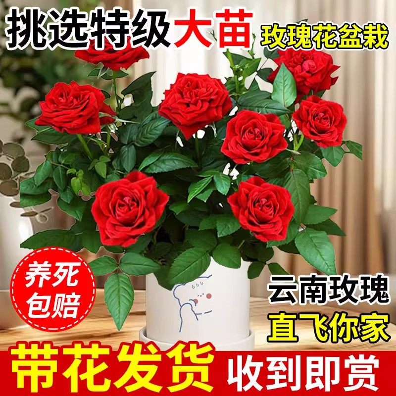 玫瑰花苗浓香特大花带花苞花卉绿月季/蔷薇/玫瑰
