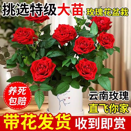 玫瑰花苗浓香特大花带花苞花卉绿植物室内外庭院阳台盆栽蔷薇月季
