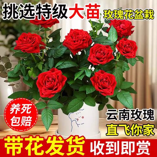 玫瑰花苗浓香特大花带花苞花卉绿植物室内外庭院阳台盆栽蔷薇月季