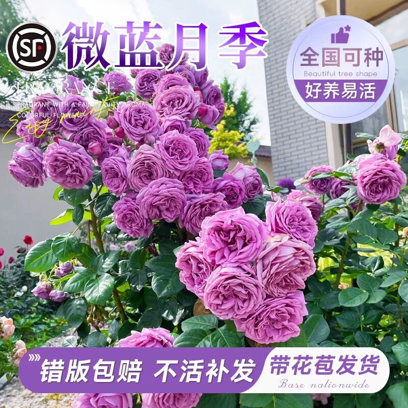 玫瑰花盆栽带花苞四季花开正宗灌月季/蔷薇/玫瑰