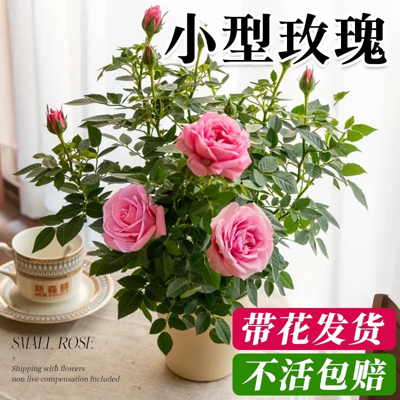 月季花苗勤花爆花机器花开四季花卉盆栽绿植物户外绿化庭院玫瑰