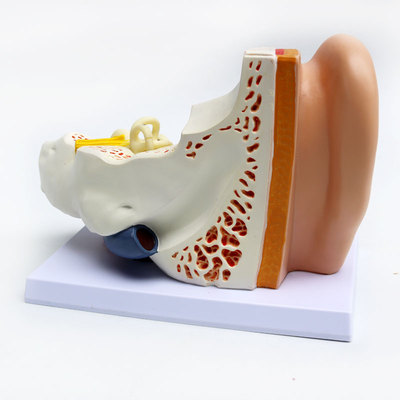 人体耳朵模型内耳迷路耳鼻喉科听觉系统器官模型人体解剖教学科学