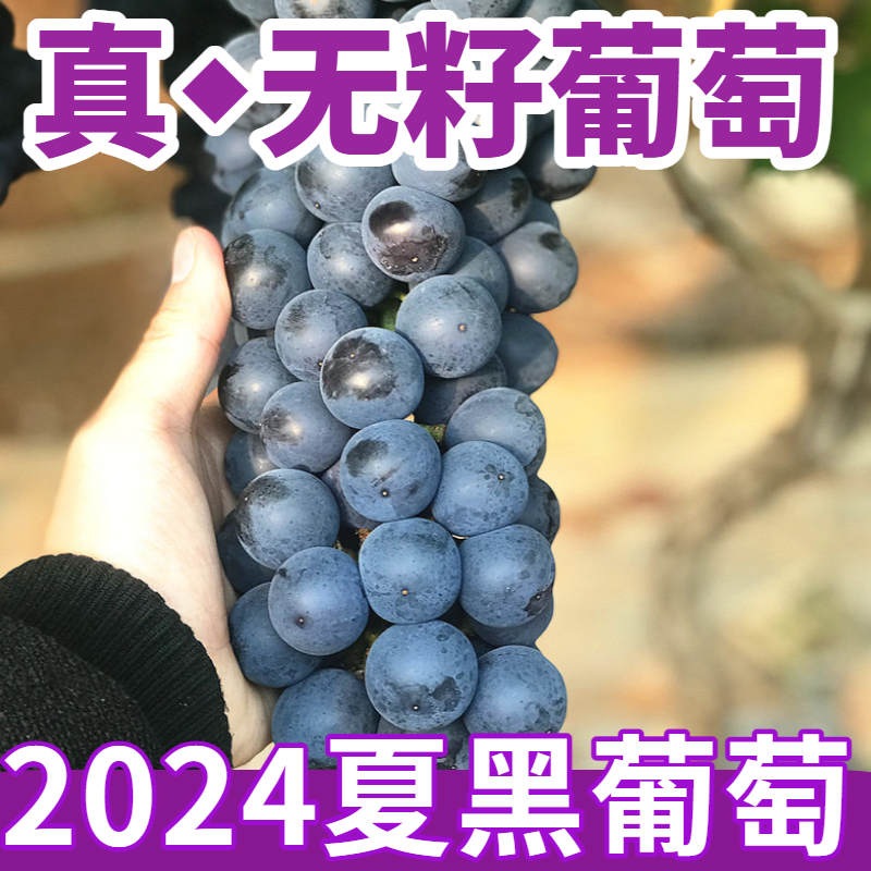 云南夏黑葡萄现摘2024新鲜无籽葡萄当季孕妇水果非红提黑加仑巨峰-封面