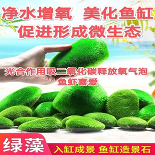 真绿藻石青苔藓石球长短绒藻绿藻球鱼缸造景北京雷龙鲍鱼螺增氧