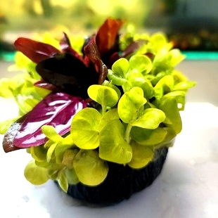 一点红水草净水增氧鱼缸造景装饰鱼龟虾藏匿处淡水好养耐活新手