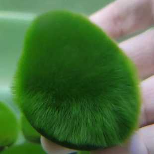 真绿藻石青苔藓石球长短绒藻绿藻球鱼缸造景北京雷龙鲍鱼螺增氧