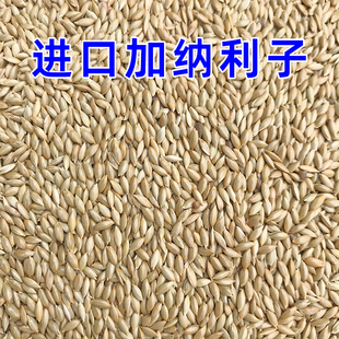 草庐籽鸟粮 进口加纳利子 白尖粟 油尖粟 金丝雀籽 鹦鹉鸟食
