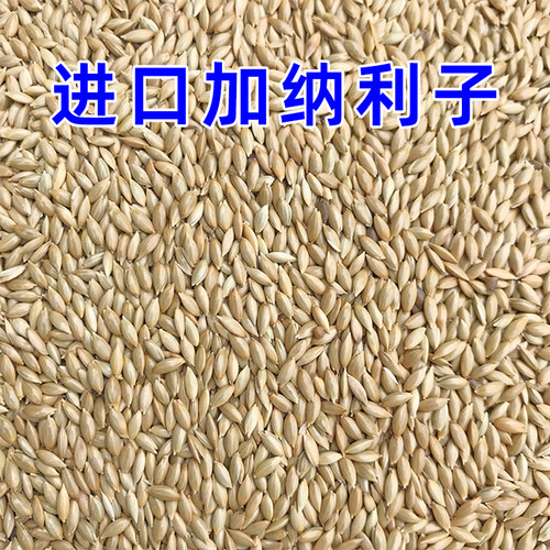 金丝雀草籽加纳利子鹦鹉鸟粮