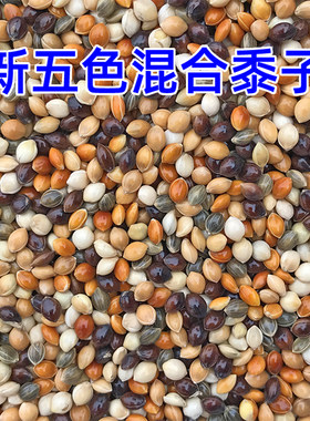 新鲜饱满！当季五色黍子鸟粮