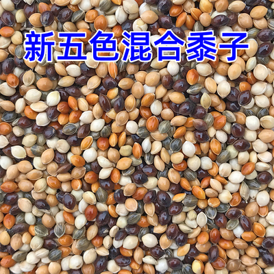 新鲜饱满！当季五色黍子鸟粮