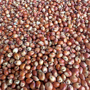 带皮红高粱米去壳未脱皮红高梁酿酒高粱喂鸽子饲料鸽粮