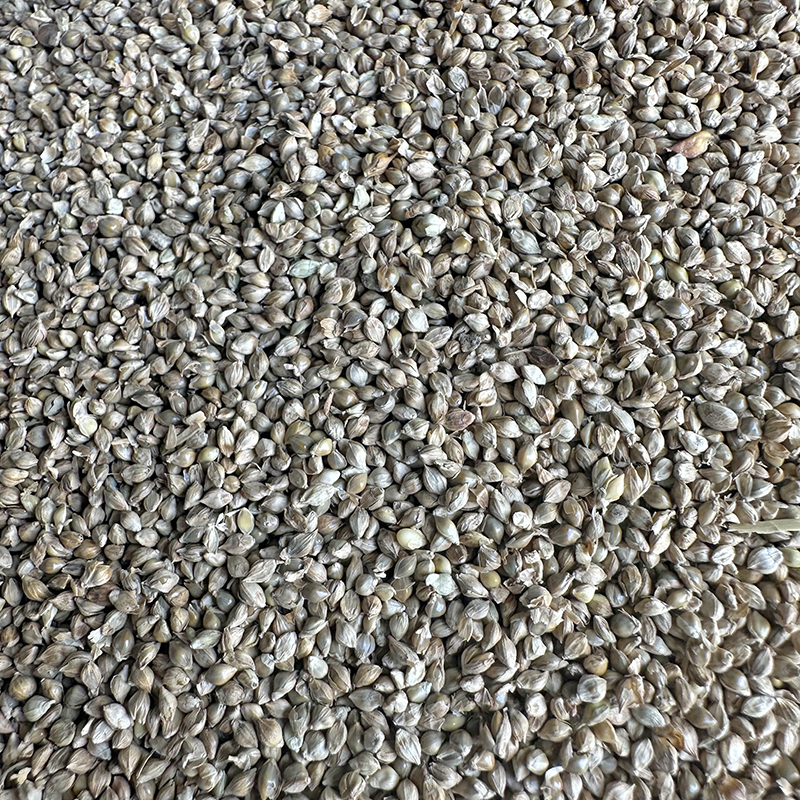 鸟食水珍珠高拍一件5斤包邮
