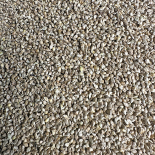 鹦鹉稗子草籽鸟食珍珠鸟食雀鸟文鸟粮草种子水稗子野生鸟粮草种子