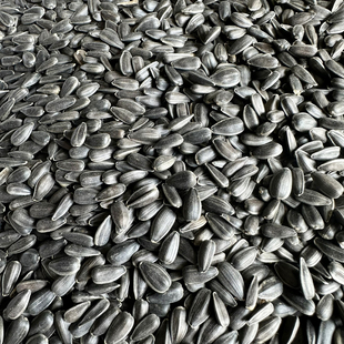 鹦鹉饲料鸟食油葵小瓜子珍珠粮食鸟粮鸽粮黑珍珠仓鼠吃的零食