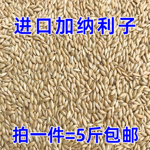 金丝雀鸟粮 进口加纳利子 白尖粟草庐籽 油尖粟 粮食5斤 鹦鹉鸟食