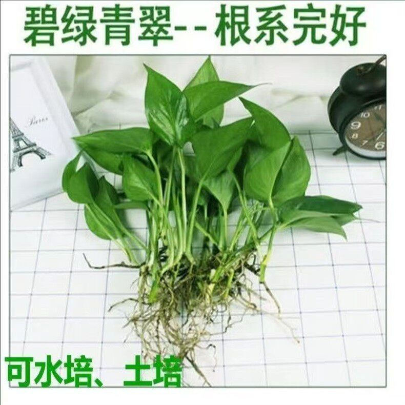 办公室桌面绿萝小盆栽水培植物室内好养吸甲醛防辐射四季常青金钻