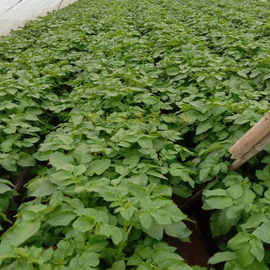 硫酸钾复合肥比较适合种植土豆