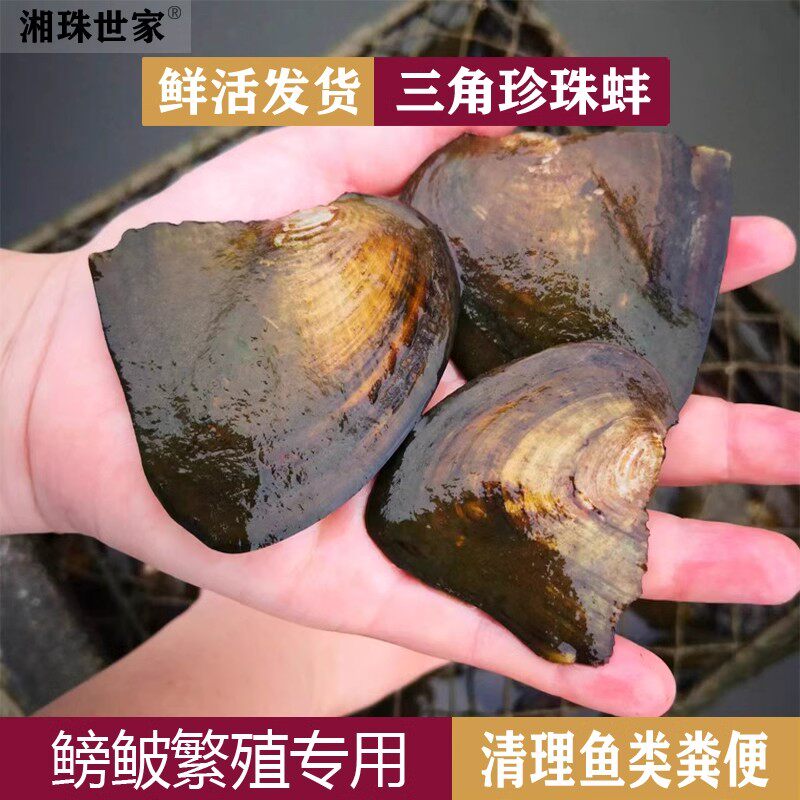 三角珍珠蚌淡水蚌鱼缸养殖种植