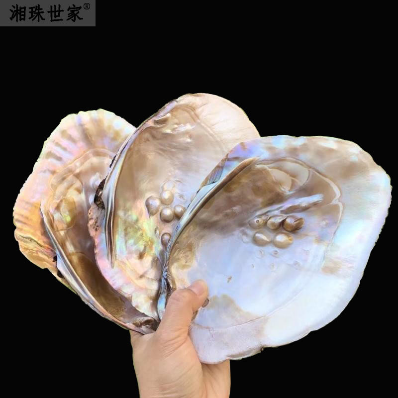 大蚌壳淡水蚌类蚌场现货尺寸全