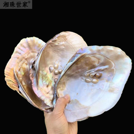 大壳造景珍珠三角壳棉蚌壳无齿蚌DIY饰品工艺品原材料褶纹冠蚌壳
