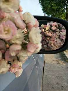 月季玫瑰系列【群舞】Group dance 大型藤本多花群开蔷薇春季开花