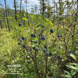 Дикий дерево лес дикий черничный порошок Оригинальный вкус сахара, без сахарного порошка, бесшумной антоцианин 100 граммов бесплатной доставки