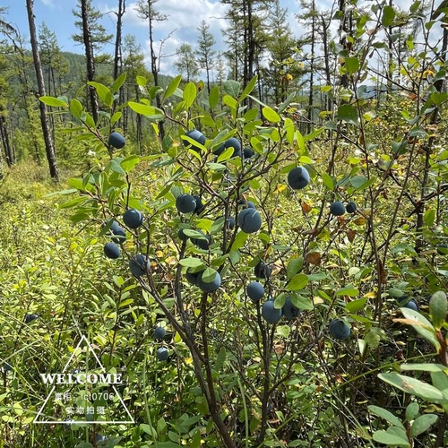 Дикий дерево лес дикий черничный порошок Оригинальный вкус сахара, без сахарного порошка, бесшумной антоцианин 100 граммов бесплатной доставки