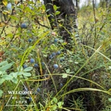 Дикий дерево лес дикий черничный порошок Оригинальный вкус сахара, без сахарного порошка, бесшумной антоцианин 100 граммов бесплатной доставки