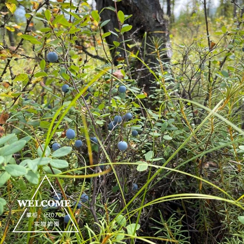 Дикий дерево лес дикий черничный порошок Оригинальный вкус сахара, без сахарного порошка, бесшумной антоцианин 100 граммов бесплатной доставки