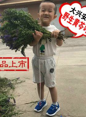 新货黑龙江省天然野生无硫黄芩