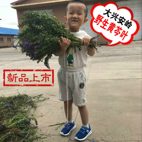 新货黑龙江省天然野生无硫黄芩