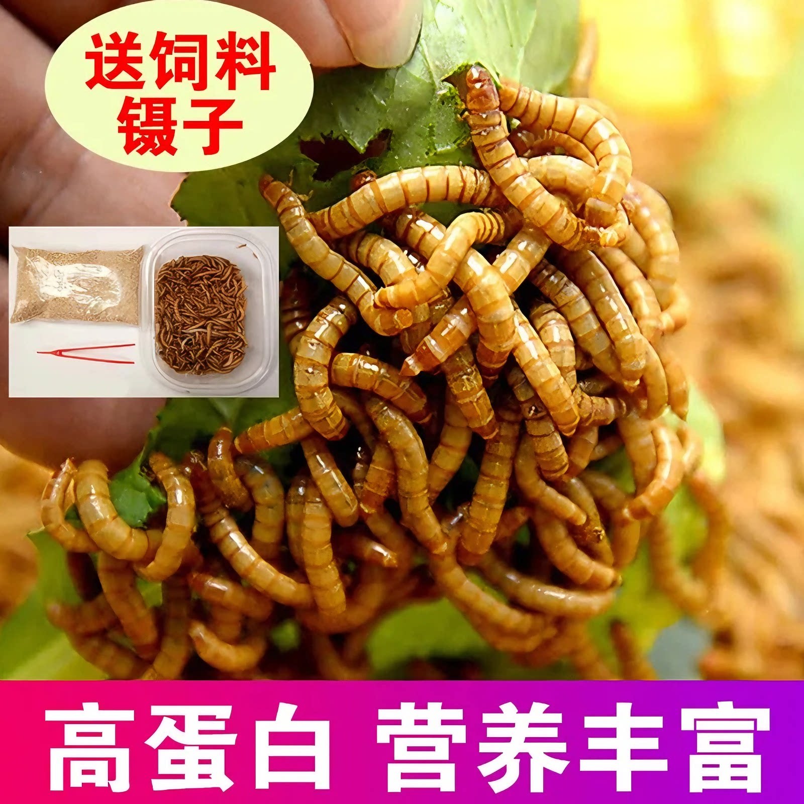 面包虫活体黄粉虫鲜活虫宠物饲料